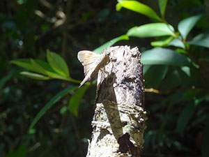 %_tempFileName244%20Mariposa%20de%20Croton%