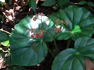 %_tempFileName246%20Inflorescencia%20de%20Begonia%