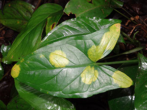 %_tempFileName25%20Manchas%20cloroticas%20en%20Syngonium%