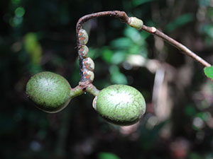 %_tempFileName253%20Insectos%20chupadores%20en%20tallos%20de%20Desmopsis%20y%20frutos%