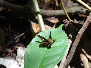 %_tempFileName255%20Mariposa%20de%20Croton%