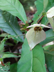 %_tempFileName259%20Flores%20de%20Dalechampia%