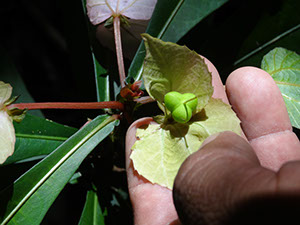 %_tempFileName262%20Frutos%20de%20Dalechampia%