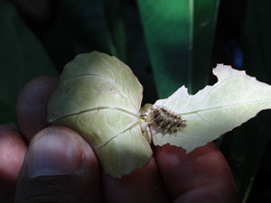 %_tempFileName266%20Larva%20herbivora%20en%20flor%20%