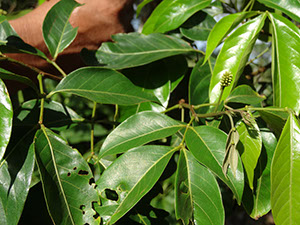 %_tempFileName270%20Herbivoria%20en%20Inga%20e%20infrutescencia%