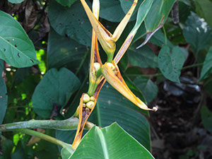 %_tempFileName271%20Frutos%20de%20Heliconia%