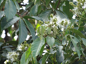 %_tempFileName272%20Flores%20de%20Inga%