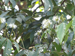 %_tempFileName273%20Flores%20de%20Inga%