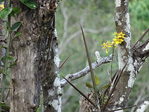 %_tempFileName277%20Orquidea%20epifita%