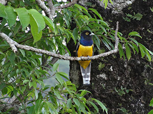 %_tempFileName278%20Trogon%20violaceus%