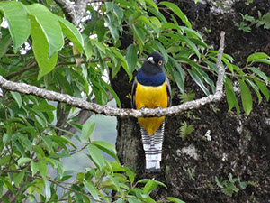%_tempFileName279%20Trogon%20violaceus%