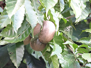 %_tempFileName280%20Frutos%20de%20Tabernaemontana%