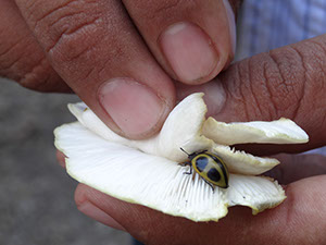 %_tempFileName286%20Escarabajo%20en%20hongo%