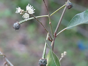 %_tempFileName290%20Flores%20y%20fruto%20%20de%20Croton%