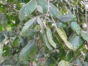 %_tempFileName293%20Frutos%20Inga%20pavoniana%