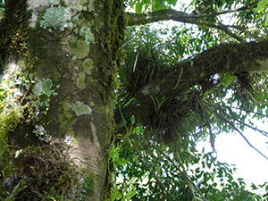 %_tempFileName3%20Plantas%20epifitas%