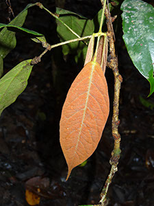 %_tempFileName31%20Hoja%20roja%