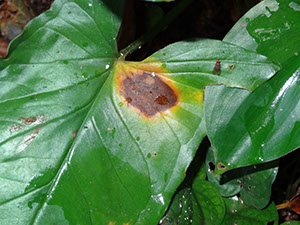 %_tempFileName32%20Mancha%20necrotica%20en%20Syngonium%