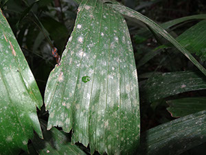 %_tempFileName35%20Liquenes%20en%20hoja%20de%20palma%
