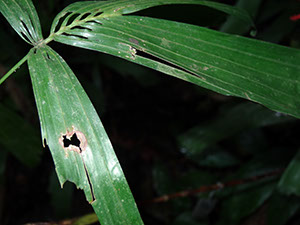 %_tempFileName37%20Herbivoria%20y%20patogenos%20en%20Reinhardthia%