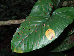 %_tempFileName38%20Herbivoria%20y%20patogenos%20en%20Syngonium%