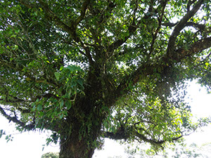 %_tempFileName5%20Plantas%20epifitas%