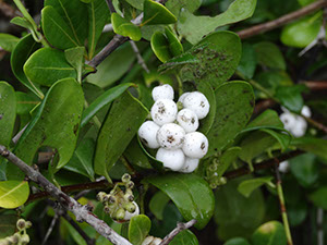 %_tempFileName55%20Frutos%20de%20Chiococca%