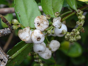%_tempFileName56%20Frutos%20de%20Chiococca%20depredados%