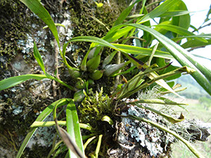 %_tempFileName6%20plantas%20epifitas%