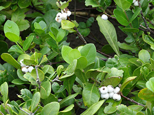 %_tempFileName67%20Frutos%20dispersados%20por%20aves%
