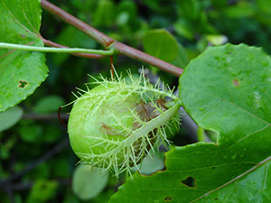 %_tempFileName68%20Fruto%20de%20Passiflora%20serratifolia%