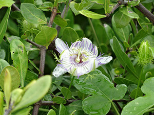 %_tempFileName69%20Flor%20de%20Passiflora%