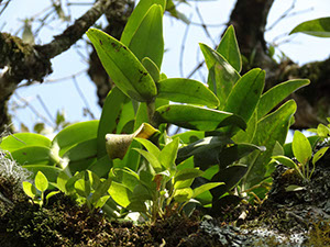%_tempFileName7%20plantas%20epifitas%