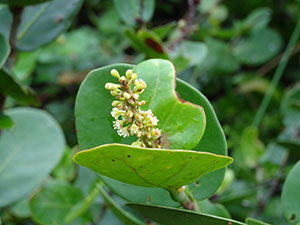 %_tempFileName70.%20Flores%20de%20Coccoloba%20jpg%