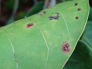 %_tempFileName71%20Agallas%20en%20Coccoloba%