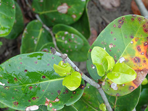 %_tempFileName73%20Agallas%20en%20Coccoloba%