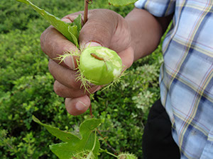 %_tempFileName77%20Larva%20en%20Passiflora%