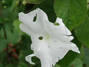 %_tempFileName79%20Florivoria%