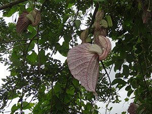 %_tempFileName83%20Flores%20de%20Aristolochia%20%