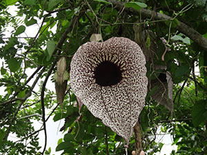%_tempFileName85%20Flor%20de%20Aristolochia%