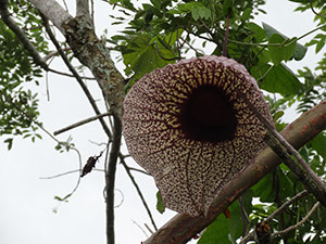%_tempFileName86%20Flor%20de%20Aristolochia%