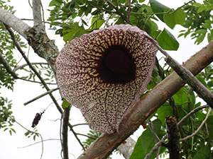 %_tempFileName87%20Flor%20de%20Aristolochia%