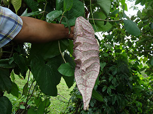 %_tempFileName90%20Flor%20cerrada%20de%20Aristolochia%