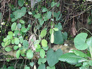 %_tempFileName91%20Fruto%20de%20Aristolochia%