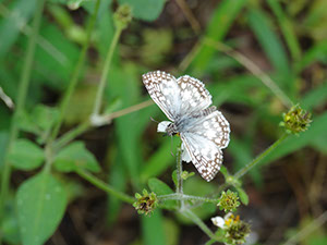 %_tempFileName95%20Mariposa%20en%20Bidens%20%