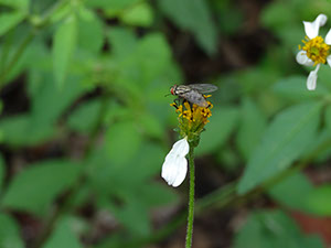 %_tempFileName96%20Mosca%20roba%20nectar%