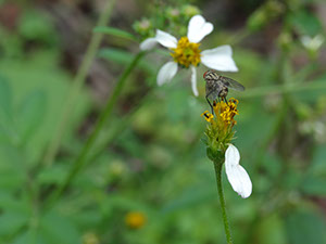 %_tempFileName97%20Mosca%20roba%20nectar%