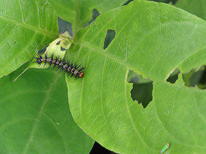 %_tempFileName98%20Larva%20de%20mariposa%20en%20Odontonema%