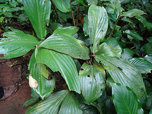 193 Herbivoría en Costus