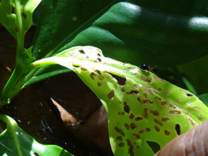 265 Herbívoro en una hoja de Rondeletia 